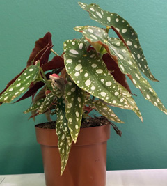 Växt Begonia maculato